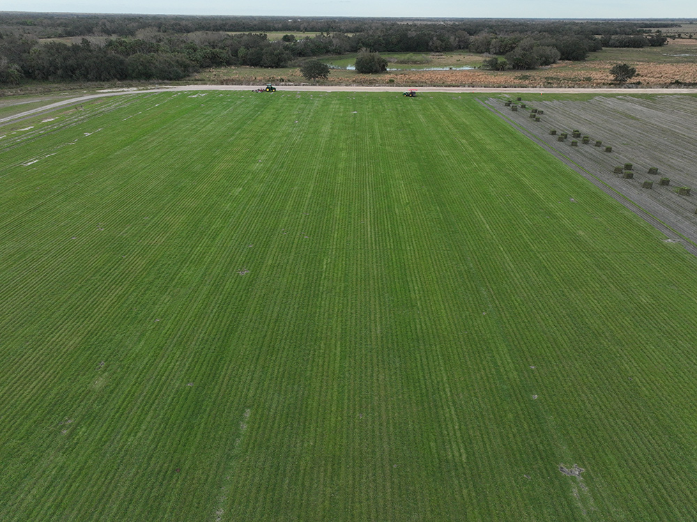 Sod Immunity: Tips & Research-Backed Strategies for a Spring Green-Up