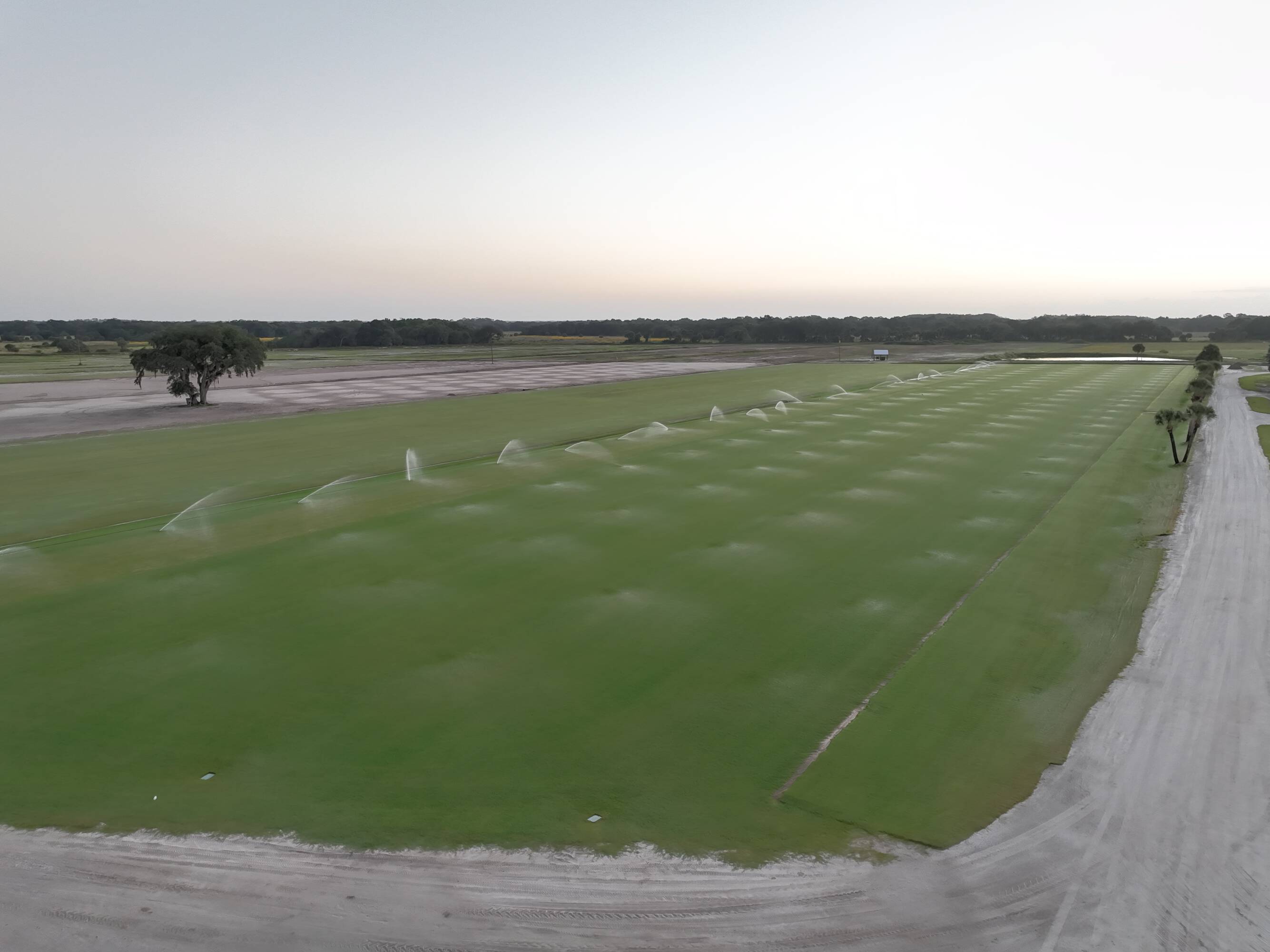 Sprinkler irrigation running across active sod production fields