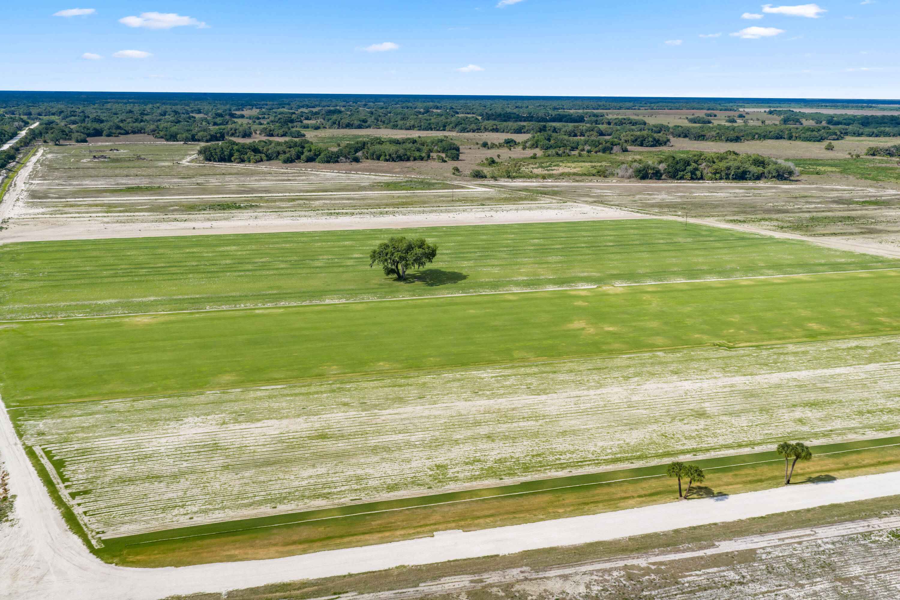 Green sod production fields with a lone oak tree in Hendry County, FL